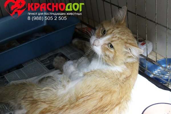 Кракен kr2web in