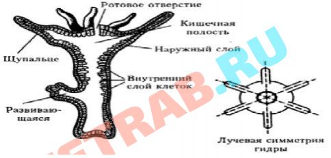 Кракен kr2web in сайт официальный